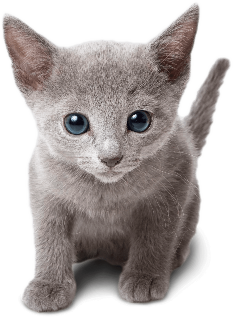 Russian Blue Cat Cost Canada at Joel Marrero blog